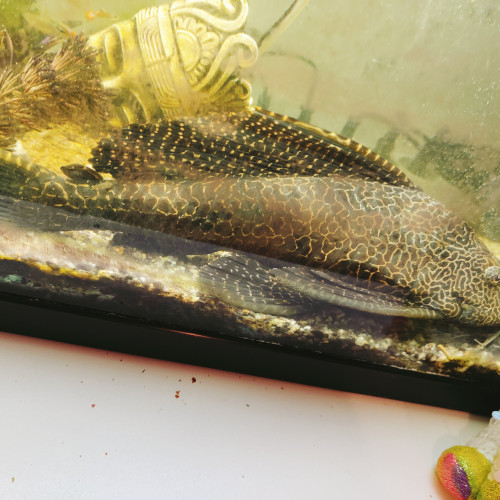 guppy et pleco leaopard