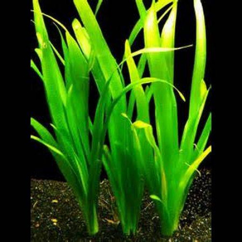 Vallisneria gigantea