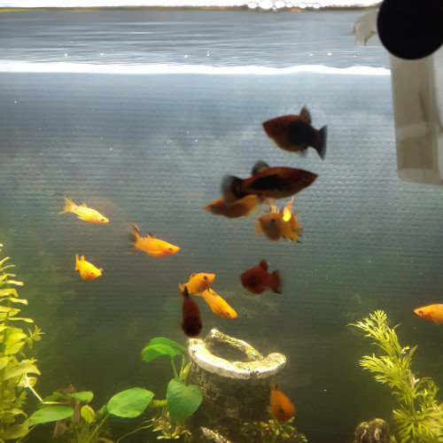 Poisson  platy et molly