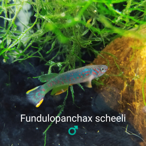 ♂️ Mâle (s) Fundulopanchax scheeli