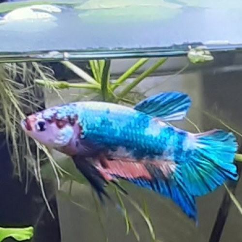 Betta Splendens Plakat + Aquarium Complet déjà en eau
