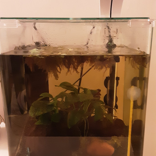 Betta Splendens Plakat + Aquarium Complet déjà en eau