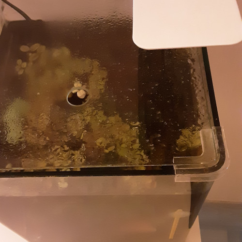 Betta Splendens Plakat + Aquarium Complet déjà en eau