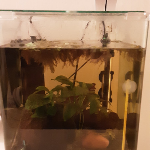 Betta Splendens Plakat + Aquarium Complet déjà en eau