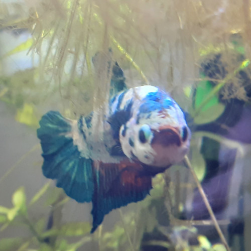 Betta Splendens Plakat + Aquarium Complet déjà en eau