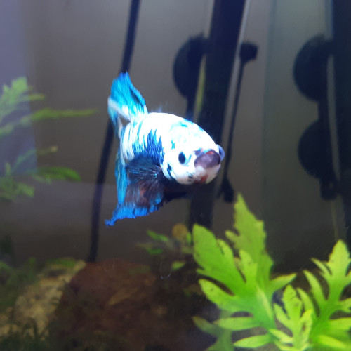 Betta Splendens Plakat MALE + Aquarium Complet déjà en Eau