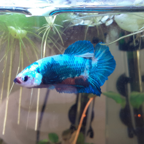 Betta Splendens Plakat MALE + Aquarium Complet déjà en Eau