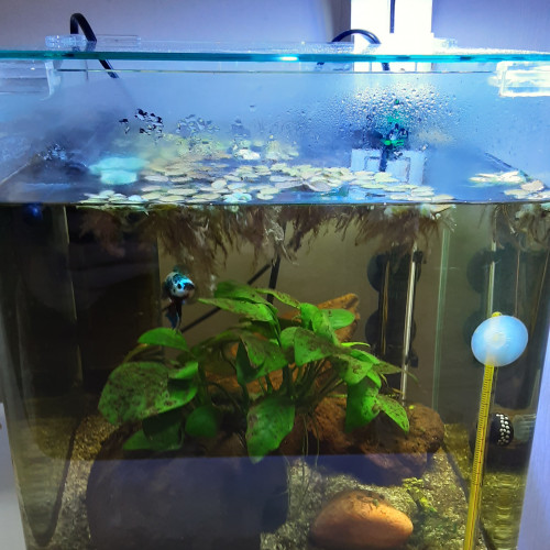 Betta Splendens Plakat MALE + Aquarium Complet déjà en Eau