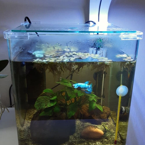 Betta Splendens Plakat MALE + Aquarium Complet déjà en Eau