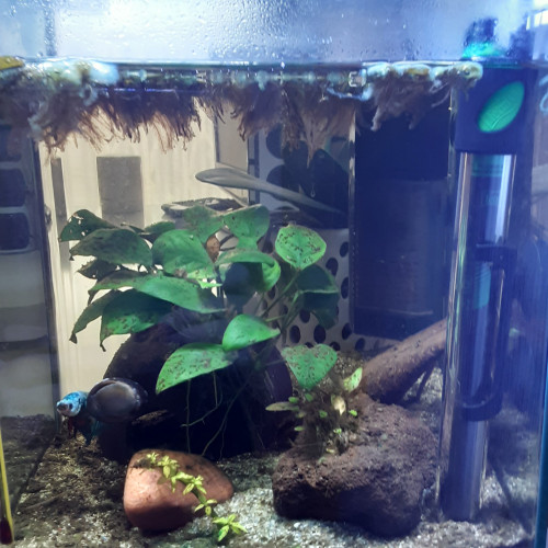 Betta Splendens Plakat MALE + Aquarium Complet déjà en Eau