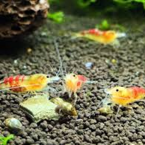 crevettes caridinas calceo red