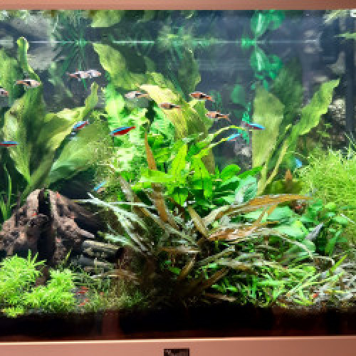 Aquarium 250 litres et 160 litres