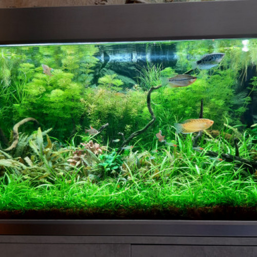 Aquarium 250 litres et 160 litres