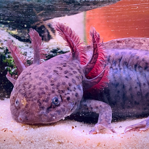 Axolotl-couleur sauvage à réserver