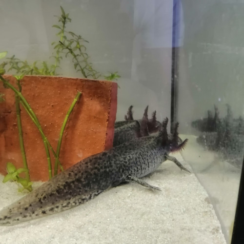 Axolotl-couleur sauvage à réserver