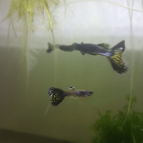 Guppys mâles snakeskin léopards