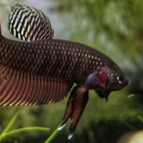 Betta smaragdina copper