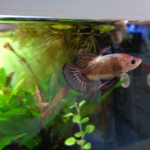 Betta Splendens Halfmoon MALE - 5 MOIS