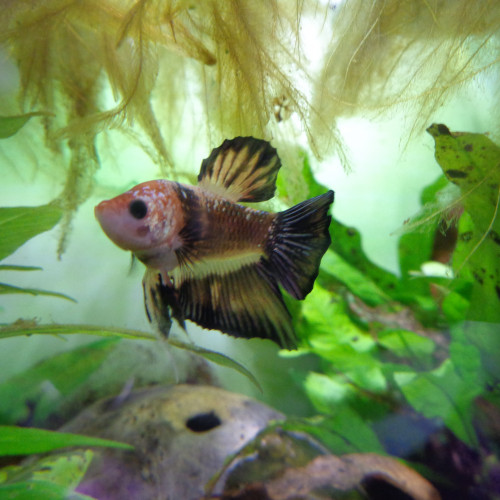 Betta Splendens Halfmoon MALE - 5 MOIS
