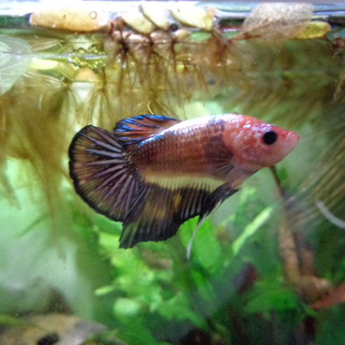 Betta Splendens Halfmoon MALE - 5 MOIS