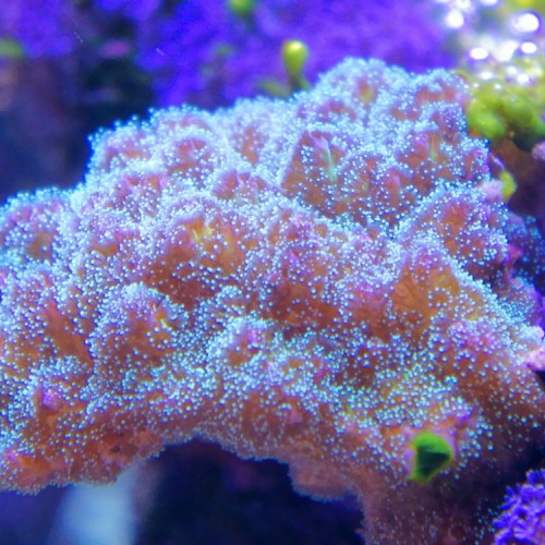 Poscillopora rose