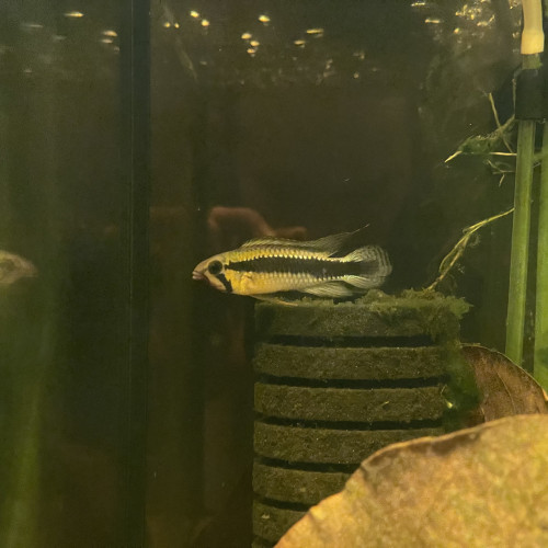 Apistogramma sp. abacaxis ( wilhelmi )