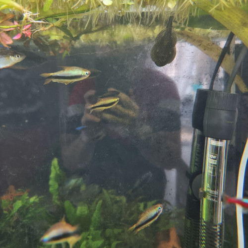 Tetra empereur (nematobrycon palmeri)