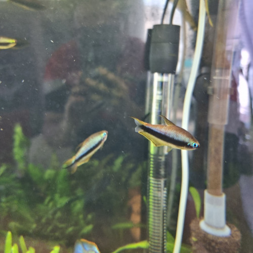 Tetra empereur (nematobrycon palmeri)