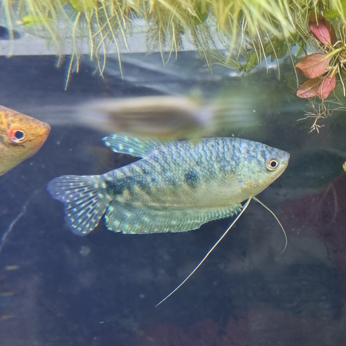 Gourami (trichopodus trichopterus)