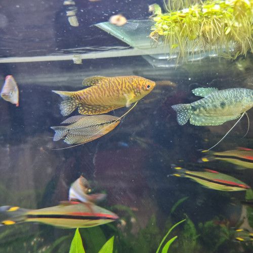 Gourami (trichopodus trichopterus)