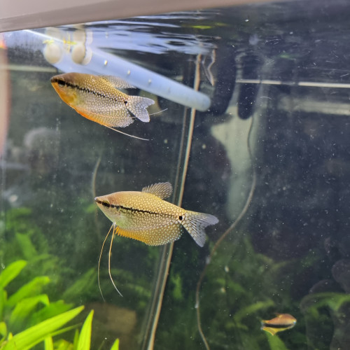Gourami perlé (Trichopodus leerii)
