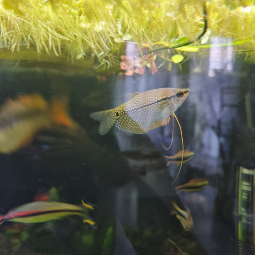 Gourami perlé (Trichopodus leerii)