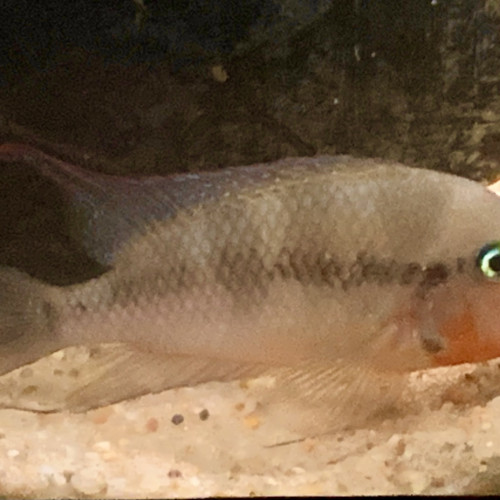 Thorichthys Meeki (11-12cm)