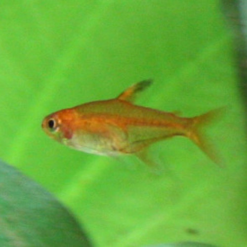 10 poissons Tetra amande (amandae)