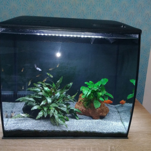 10 poissons Tetra amande (amandae)