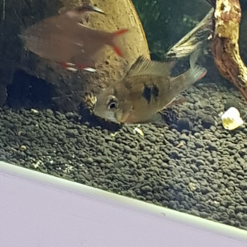 Mikrogeophagus altispinosus