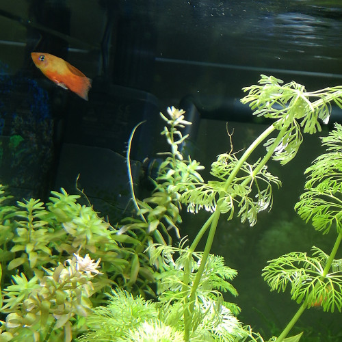 Platy male