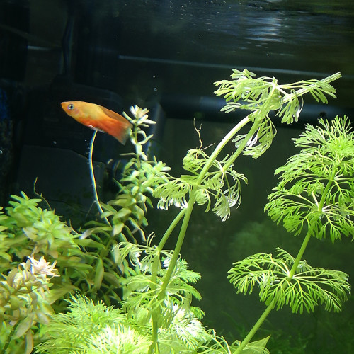 Platy male