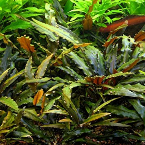 Cryptocoryne Wendtii Brown