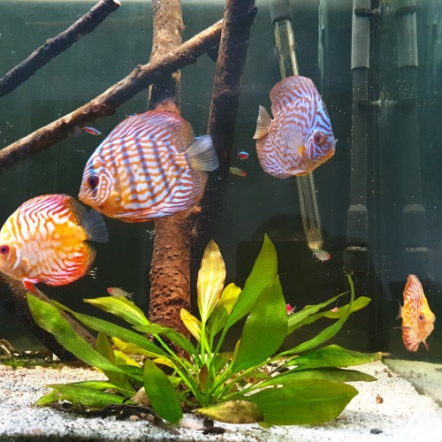 Vends 5 discus asiatique dont un couple