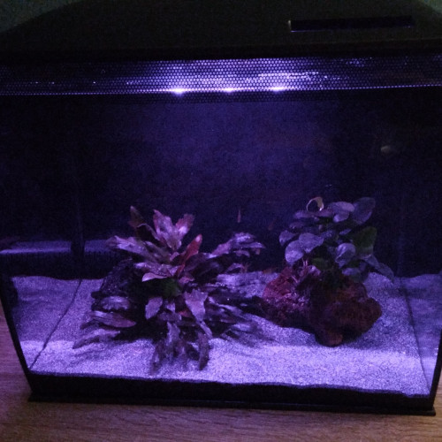 Aquarium Fluval Flex - Excellent état