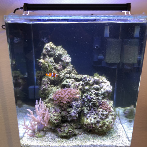 Aquarium DENNERLE eau de mer complet