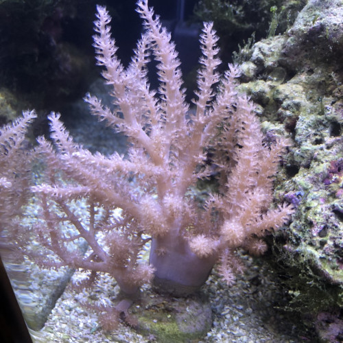 Aquarium DENNERLE eau de mer complet