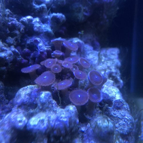 Aquarium DENNERLE eau de mer complet