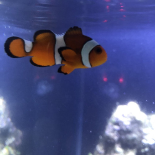 Aquarium DENNERLE eau de mer complet