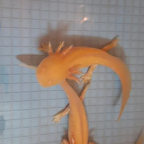 Axolotl albinos gold