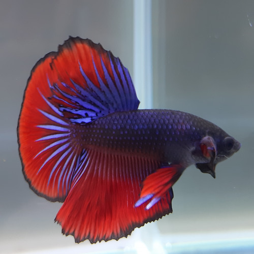 Betta halfmoon