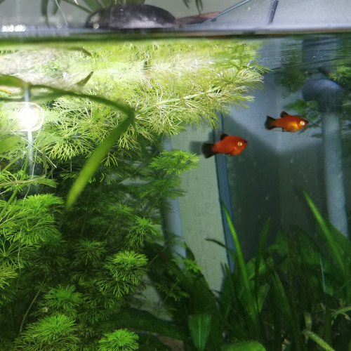 Bébé platy a donné