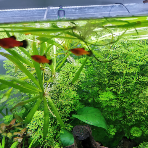 Bébé platy a donné