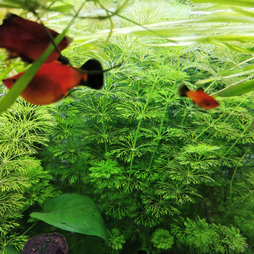 Bébé platy a donné